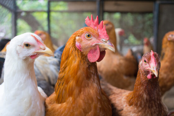 Alerte grippe aviaire