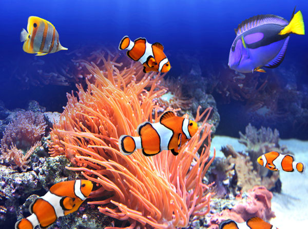 Sea life