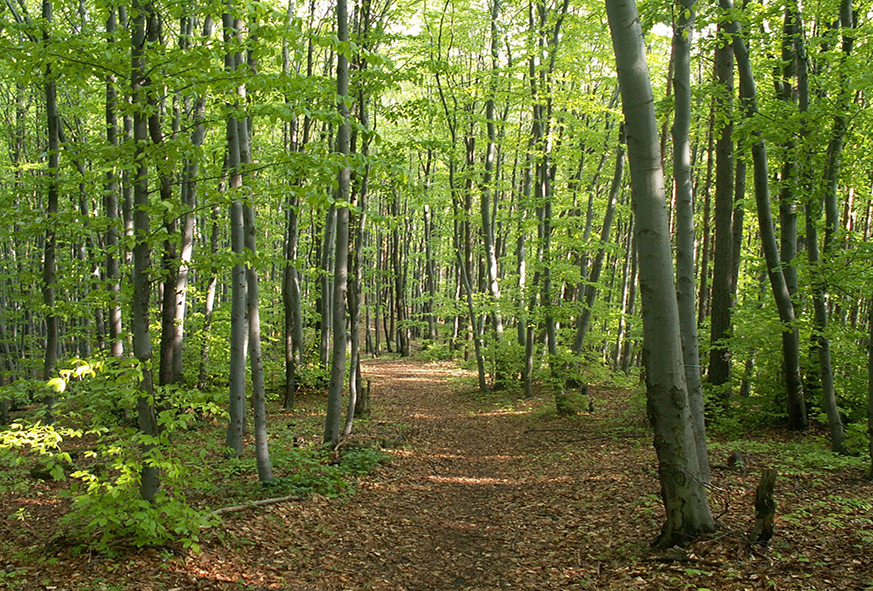 Protégeons nos forêts