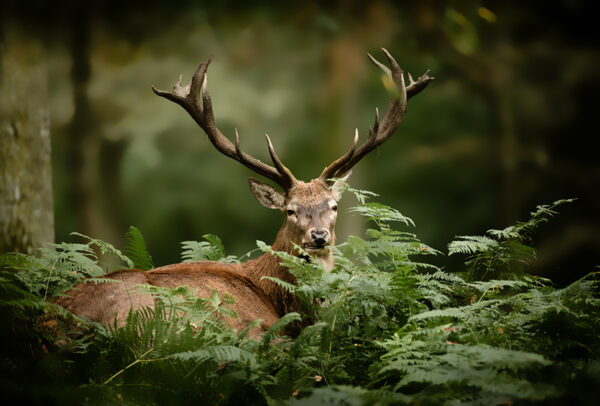 actu chasse