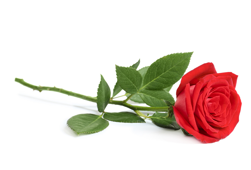 Rose -saint valentin marché