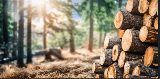 Coupe de bois au Bois des Pins à partir du 26 mai