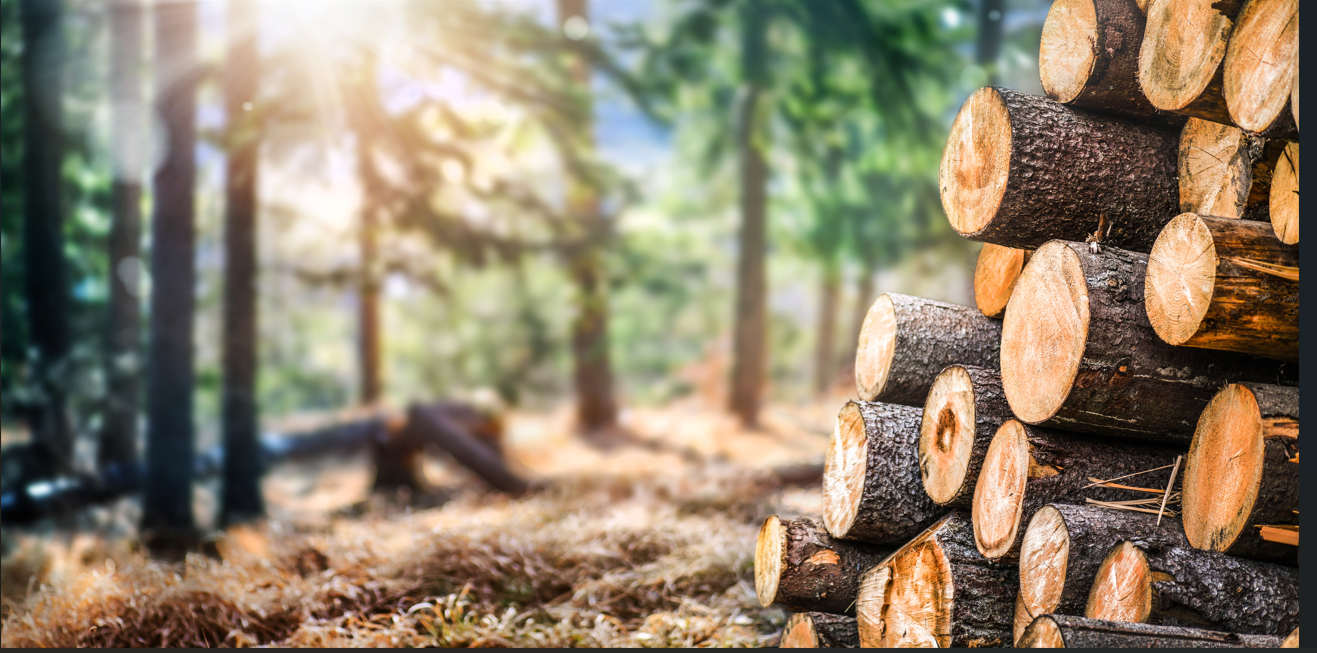 Bois des Pins